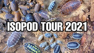 ISOPOD COLLECTION TOUR 2021 | FEEDING \u0026 WATERING (34 TYPES)