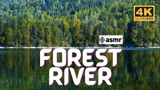 Pristine Forest River Ambience: Nature's Symphony in HD