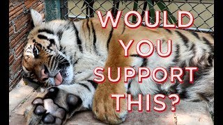 Are Tigers Really Drugged at Tiger Kingdom? -  Chiang Mai Thailand