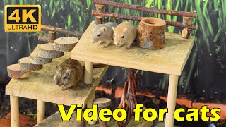 Cat TV: Tiny Mice Escape – Hide & Seek Playtime on Catflix in Ultra HD!