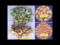 improved varieties of groundnut and their characteristics