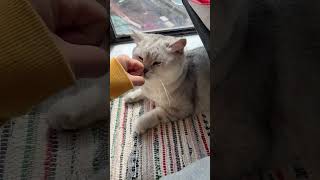 这是阿咪生的哈基米，你们看像吗 #萌宠 #cat #宠物生活 #pets