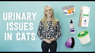 How to Prevent Urinary Issues in Cats