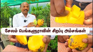 Tasting Salem Bengaluru Mango with Customers \u0026 Harvest from Your Garden | சேலம் பெங்களூரா மாம்பழம்🍋