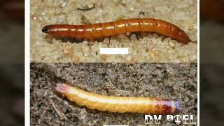 Control and lifecycle of Wire worm