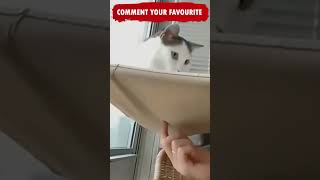 Funny Animals Shorts Video compilation😂😂😂Funny Cats and dogs Try not to Laugh Tiktok Memes Ep 207