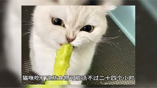 猫咪吃了这些食物可能活不过24个小时萌宠出道计划 谁能拒绝傻憨憨的小猫咪 猫咪 科学养宠攻略 这个世界不能没有傻猫