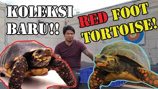 ALL ABOUT REDFOOT TORTOISE!!!