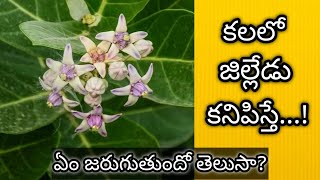 కలలో జిల్లేడు చెట్టు కనిపిస్తే || Kalalo Jilledu Kanipiste || Dream Analysis \u0026 Meaning || Dreambook