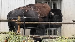 アメリカバイソンのようすです。【2022年11月23日】【上野動物園】