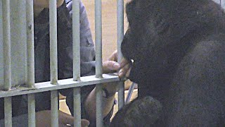 [Gorilla 1-minute video # 56] Gentaro confesses his love to the zookeeper [Kyoto City Zoo]