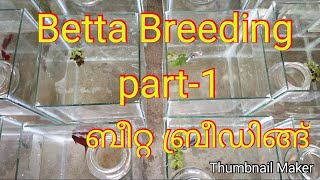 #Betta_breeding_part 1