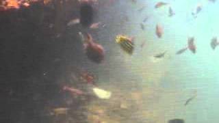 (Underwater video) The moment when various fish can be caught in Sabiki fishing