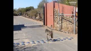 Clever baboons breaking into fence wired camp