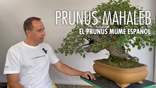 Prunus Mahaleb, el prunus mume español