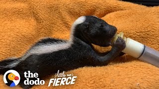 Bald Baby Skunks Grow Up Doing The Cutest Thing | The Dodo Little But Fierce