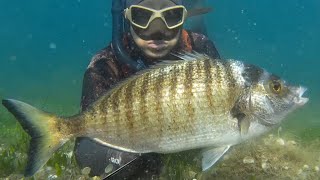 CHASSE SOUS MARINE EN CORSE JUIN 2016 😱GROS SAR SERIOLE SPEARFISHING PESCA APNEA