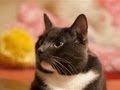 How To Stop Your Cat Spraying Urine How To Stop Your Cat Spraying Urine