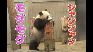 ジャイアントパンダシャンシャンもぐもぐタイム食事giantPandaXiang Xiangパンダ団子