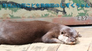 智光山こども動物園のカワウソしずくちゃん#37