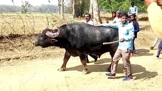 বিজয়ী বানেস্বর মাহাতোর সনামধন্য কাড়া || লড়াই ২৮ শা মাঘ || New kara Larai 2021