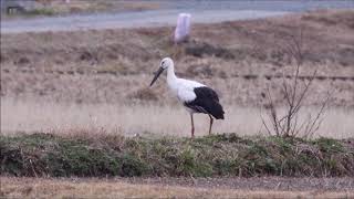 足環のないコウノトリ