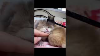 Cute Kittens || Combing Cat Hair