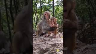 monkey short video🐒| monkey shorts funny #shorts #funny #tiktok #animal #youtubeshorts