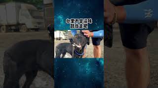 也许在它们眼里，没有坏蛋吧 #被遗弃的狗 #田园犬 #救助流浪狗