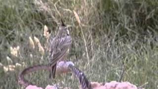 Crested Lark (Galerida cristata)