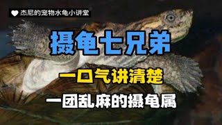 【摄龟属】齿缘摄龟？美丽摄龟？摄龟七兄弟登场！一口气讲清楚一团乱麻的摄龟属