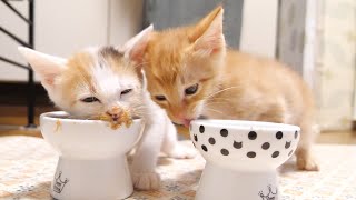 子猫との最後の晩餐。別れは突然やってきました。【赤ちゃん猫　保護猫】