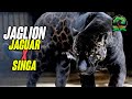 Jaglion, Hewan Kawin Silang Jaguar dan Singa