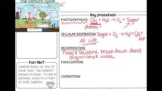 Nutrient Cycles Doodle Notes
