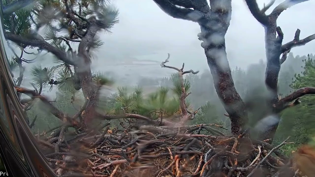 Storm In The Valley FOBBV CAM Big Bear Bald Eagle Live Nest - Cam 1 ...