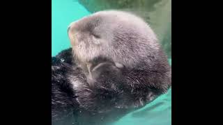 An otter massaging its cheeks #animals #otter