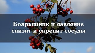 Боярышник и давление снизит и укрепит сосуды