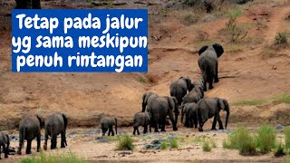 Tahukah kamu, Kenapa Gajah Berjalan di Jalur yang Sama