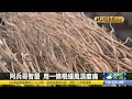 神奇草藥助眠 金門人寶藏「一條根」 【民生八方事】 2022032005 @gtvnews27