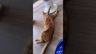 電気ストーブの前でバンザイする猫🙌、暖かいニヤン😺 #cat #保護猫 #猫のいる暮らし #猫 #猫癒し