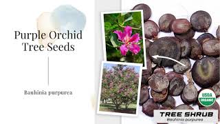 Bauhinia purpurea Seeds Purple Orchid Butterfly Evergreen Organic Garden Tree Shrub Planting USA