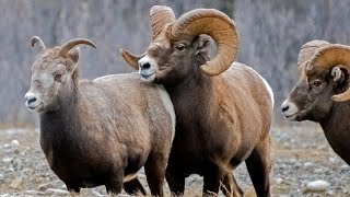 Big Rams Fighting for Mates