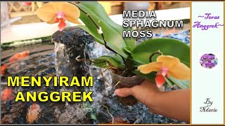 TIPS MENYIRAM ANGGREK BERMEDIA SPHAGNUM MOSS