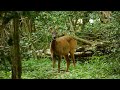 Roe Deer eating the Holly ( Ilex Aquifolium ) tender new growth! 21 07 24