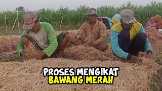 [LIVE] Proses Pengikatan Bawang Merah Probolinggo