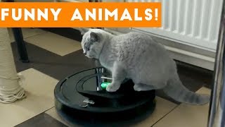 Top 100 Funny Pets on Vine | Cute Animal Videos 2017
