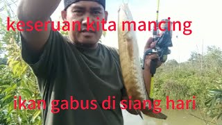 keseruan macing ikan gabus sekian lama menunggu akhirnya strekk juga mantap