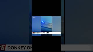 Austin police respond to donkey on the loose