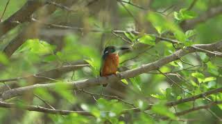 普通翠鸟 Common Kingfisher