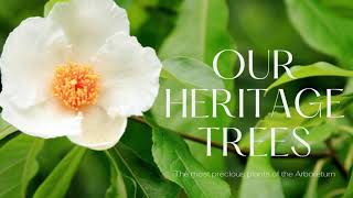 Our Heritage Trees